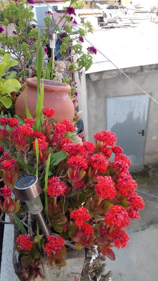 Apartamento Árbol de vida Sevilla Exterior foto